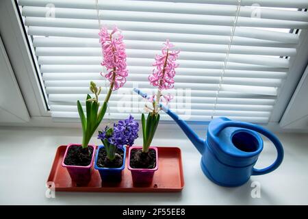 Tre giacinti multicolore in fiore sulla finestra con una lattine di irrigazione blu. Giardino sulla finestra. Spazio di copia e vista dall'alto. Foto Stock