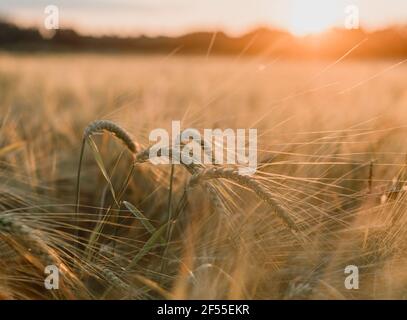 Punte di grano maturo sul campo di grano al tramonto cielo sfondo argiculturale, raccolto di grano in tarda estate Foto Stock