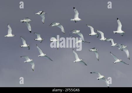 Kittiwake - gregge che prende offRissa tridactyla Jokulsarlon Lagoon Islanda BI028830 Foto Stock
