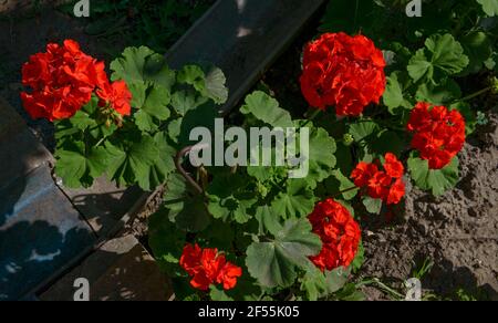 Close-up quattro infiorescenza di scarlatto brillante pelargonium fiori sul verde scuro vitigno background in estate la luce del sole in giardino. Foto Stock