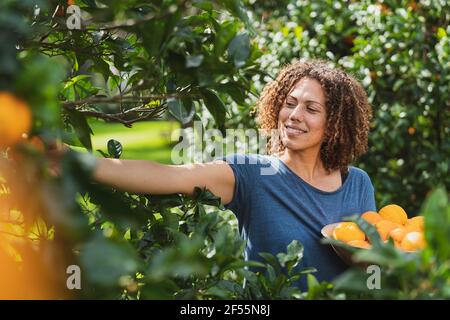 Donna che raccoglie arance fresche da albero in giardino Foto Stock