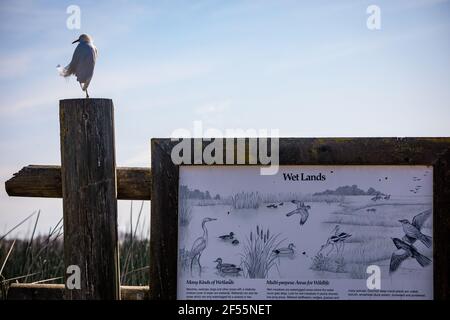 Un piccolo Egret al San Luis National Wildlife Refuge Nella Valle Centrale della California USA Foto Stock