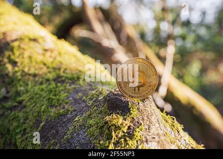 Primo piano di Bitcoin su un albero con muschio all'aperto su sfondo verde naturale con spazio di copia. Singolo metallo fisico oro brillante BTC criptovaluta coi Foto Stock