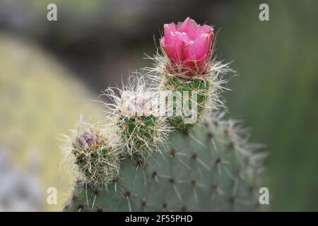 Echinocereus fasciculatus un cactus clumping con brillanti fiori magenta su sfondo verde naturale. Foto Stock