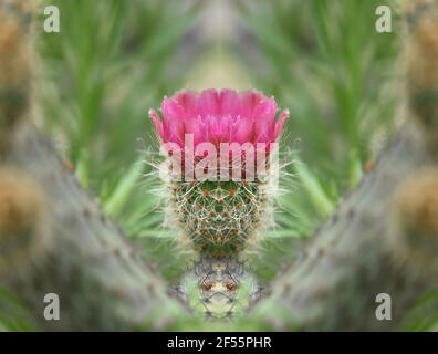 Echinocereus fasciculatus un cactus clumping con brillanti fiori magenta su sfondo verde naturale. Foto Stock