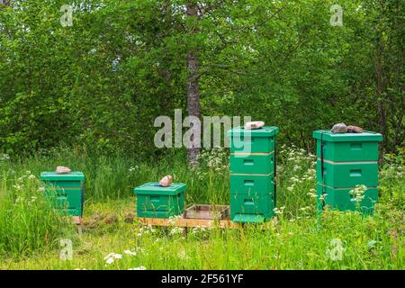 Apicoltura con alveari su un prato Foto Stock