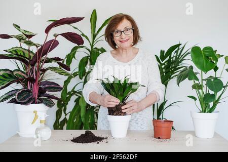 Donna anziana sorridente che fa piantagione a casa Foto Stock