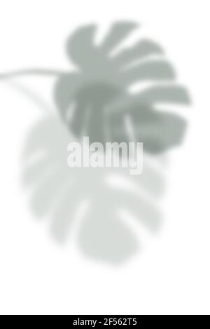 Ombra della foglia di Monstera su sfondo bianco con spazio vuoto per il testo. Foto Stock