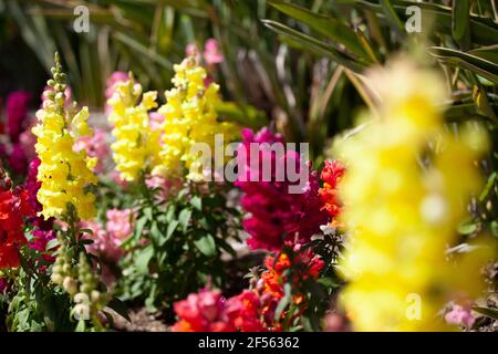 Primo piano di fiori in fiore primavera. Gladiolus variaty fioritura. Foto Stock