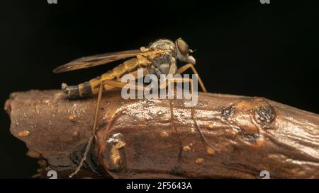 mosca rapinatrice dagli occhi verdi, chiamata anche mosche assassine Foto Stock