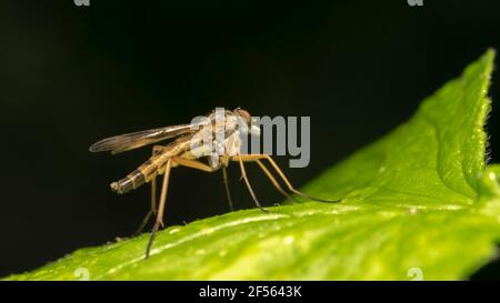 mosca rapinatrice dagli occhi verdi, chiamata anche mosche assassine Foto Stock