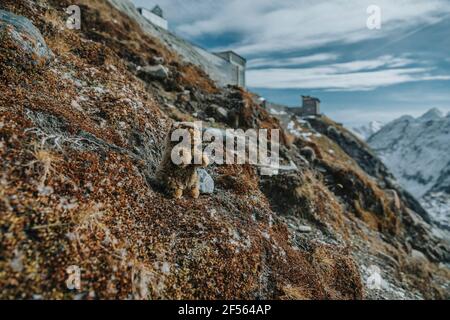 Alpine Marmot on Grossglockner, Kaiser-Franz-Josefs-Hoehe a Salzburger Land, Austria Foto Stock