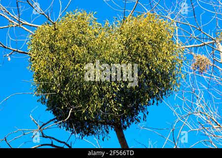 Mistletoe che cresce su un albero in piedi contro il cielo blu chiaro Foto Stock