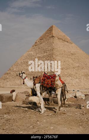 Egitto, Cairo, due cammelli che si trovano di fronte alla Grande Piramide di Giza Foto Stock