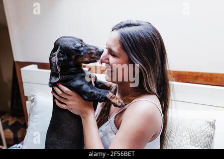 Dachshund cane leccando il naso della donna sul letto a casa Foto Stock