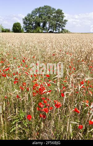 Papaveri in un campo maturo di grano a Mont Saint Michel, Normandia, Francia Foto Stock