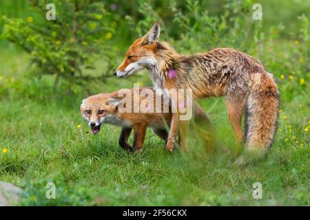 Madre volpe rossa che protegge il suo cucciolo su un prato dentro molla Foto Stock