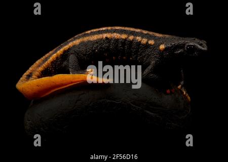 Kweichow coccodrillo newt (Tylottriton kweichowensis) Foto Stock