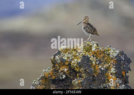 Snipe - nel campo di lava rocciosa Gallinago gallinago Lago Myvatn Islanda BI029021 Foto Stock