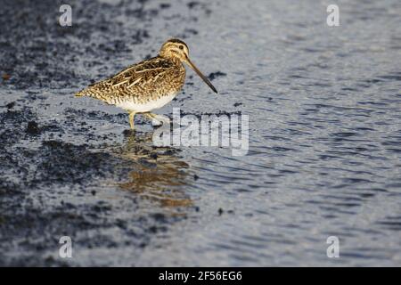 Snipe - alimentazione al bordo del lago di LakeGallinago gallinago Myvatn Islanda BI029022 Foto Stock