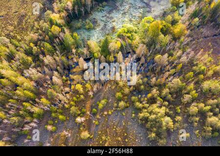 Germania, Baviera, Konigsdorf, veduta aerea della foresta Foto Stock