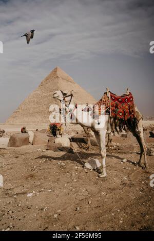 Egitto, Cairo, due cammelli che si trovano di fronte alla Grande Piramide di Giza Foto Stock