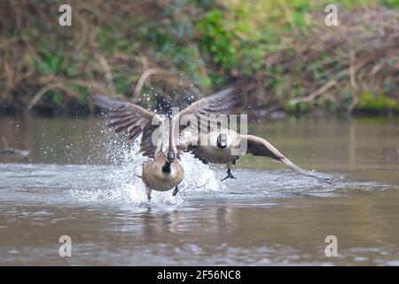 Kidderminster, Regno Unito. 24 marzo. 2021. Tempo nel Regno Unito: Dopo un inizio noioso, il sole fa un'apparenza gradita con il pomeriggio che si rivela una bella giornata di primavera. La fauna locale sa certamente che la primavera è in aria come il comportamento competitivo comincia nel serio! L'oca canadese maschile che viene cacciata qui non è sicuramente il benvenuto in queste acque, come la battaglia territoriale ha inizio. Credit: Lee Hudson/Alamy Live News Foto Stock