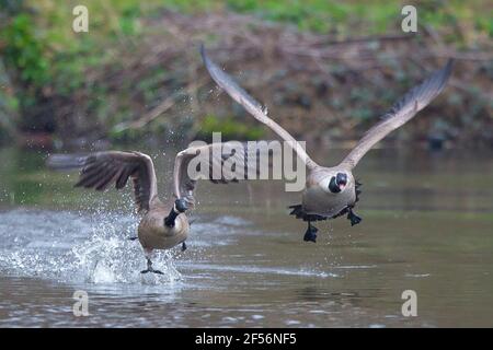 Kidderminster, Regno Unito. 24 marzo. 2021. Tempo nel Regno Unito: Dopo un inizio noioso, il sole fa un'apparenza gradita con il pomeriggio che si rivela una bella giornata di primavera. La fauna locale sa certamente che la primavera è in aria come il comportamento competitivo comincia nel serio! L'oca canadese maschile che viene cacciata qui non è sicuramente il benvenuto in queste acque, come la battaglia territoriale ha inizio. Credit: Lee Hudson/Alamy Live News Foto Stock