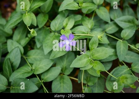 Vinca grandi foglie e fiori da vicino Foto Stock