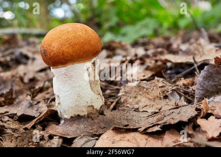 Leccinum aurantiacum - fungo commestibile. Fungo nell'ambiente naturale. Inglese: Stelo scaber con tappo rosso Foto Stock