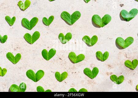 Foglie verdi a forma di cuore su cemento Foto Stock