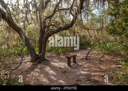 Area di riposo con panca in legno lungo il Sentiero spagnolo del laghetto nella Riserva ecologica e storica di Timucuan a Jacksonville, Florida. (STATI UNITI) Foto Stock