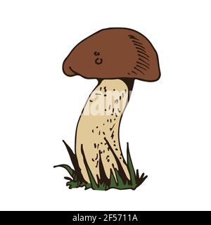 Fungo di foresta, vettore disegnati a mano Porcino, Porcini, fungo natura disegno isolato su sfondo bianco Illustrazione Vettoriale