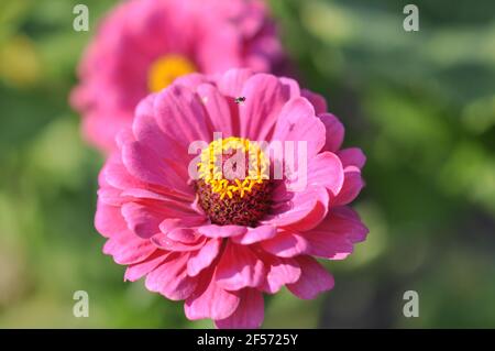 Fiore di Zinnia, primo piano rosa. Esterno in giardino. Foto Stock