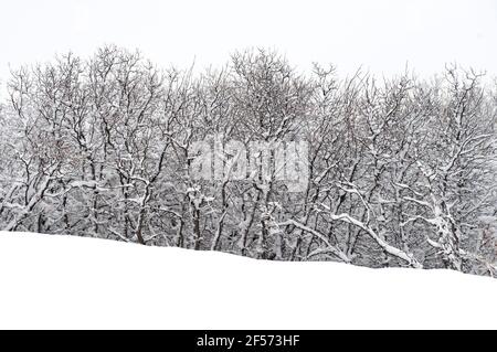 Neve pesante su alberi di quercia, da una tempesta di neve di primavera a Colorado Springs., Colorado. Foto Stock