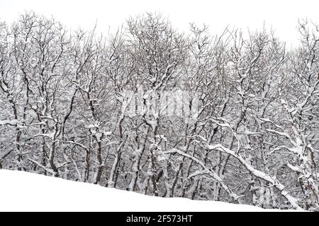 Neve pesante su alberi di quercia, da una tempesta di neve di primavera a Colorado Springs., Colorado. Foto Stock