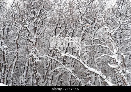 Neve pesante su alberi di quercia, da una tempesta di neve di primavera a Colorado Springs., Colorado. Foto Stock