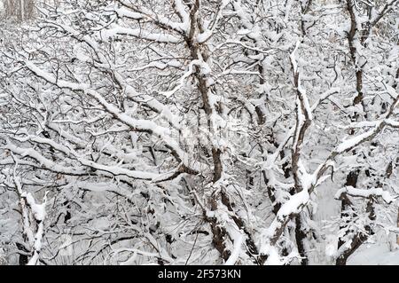 Neve pesante su alberi di quercia, da una tempesta di neve di primavera a Colorado Springs., Colorado. Foto Stock