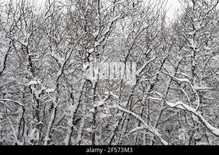 Neve pesante su alberi di quercia, da una tempesta di neve di primavera a Colorado Springs., Colorado. Foto Stock