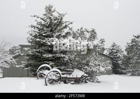 Neve pesante sugli alberi, da una tempesta di neve di primavera in Colorado Springs., Colorado. Foto Stock