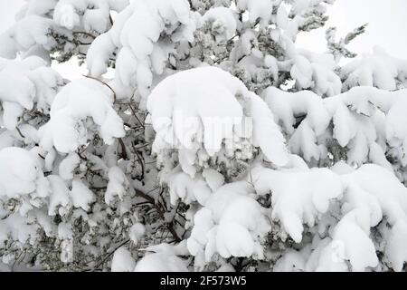Neve pesante sugli alberi, da una tempesta di neve di primavera in Colorado Springs., Colorado. Foto Stock