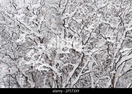 Neve pesante su alberi di quercia, da una tempesta di neve di primavera a Colorado Springs., Colorado. Foto Stock