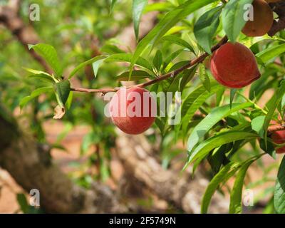 Pesche succose rosse su un ramo. Sfondo sfocato. Foto Stock