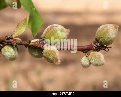 Ramificazione con pesche verdi non mature su un backgroung offuscato. Foto Stock