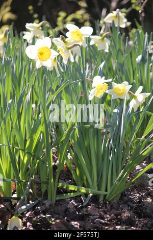 Narcisi nel parco cittadino Staddijk a Nijmegen, Paesi Bassi Foto Stock