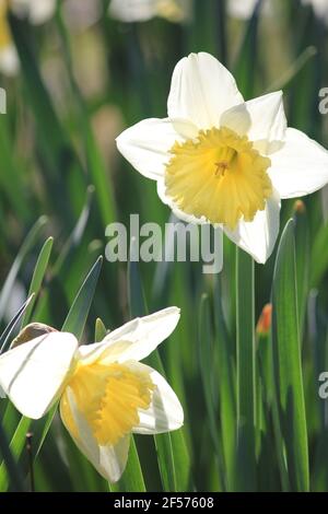 Narcisi nel parco cittadino Staddijk a Nijmegen, Paesi Bassi Foto Stock