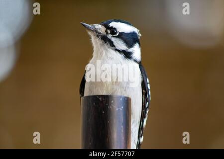 Female Downy Woodpecker appollaiato su un palo da ombrello con uno sfondo marrone sfocato Foto Stock