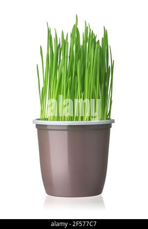 Vista frontale di erba verde fresca in tazza di plastica isolata su bianco Foto Stock