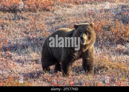 Orso grizzly in habitat Foto Stock