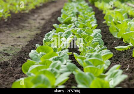 Filari di giovani piantine di lattuga COS che crescono nel suolo. Foto Stock